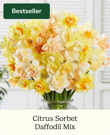 Daffodil Bulbs - Citrus Sorbet Mix