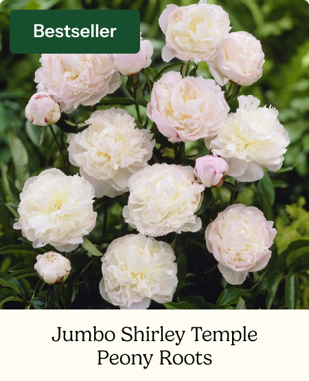 Peony Roots - Jumbo Shirley Temple