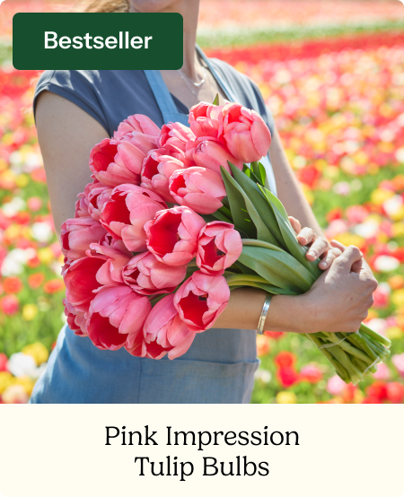 Tulip Bulbs - Pink Impression