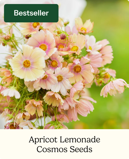Cosmos Seeds - Apricot Lemonade