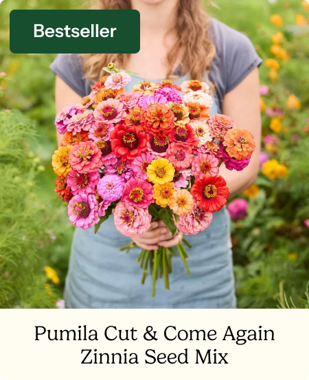 Zinnia Seeds - Pumila / Cut & Come Again Mix