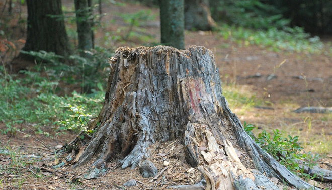 A large, weathered tree stump in a forest, surrounded by greenery and fallen leaves.