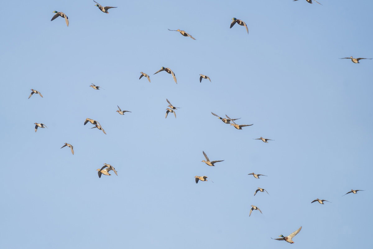 ducks flying
