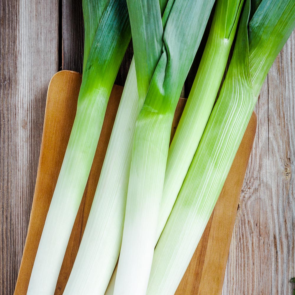 Leek 'Bandit'