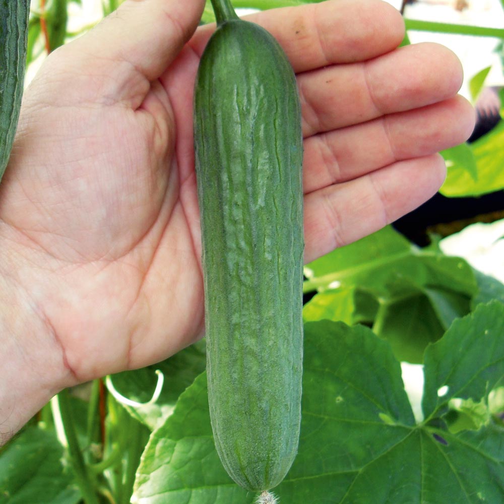 Cucumber 'Baby'