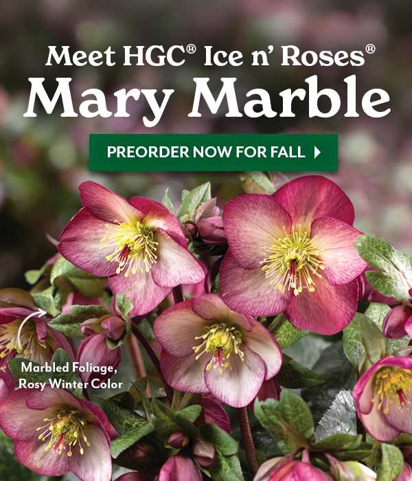 The Newest Early Spring Blooms, HGC Ice n Roses Mary Marble