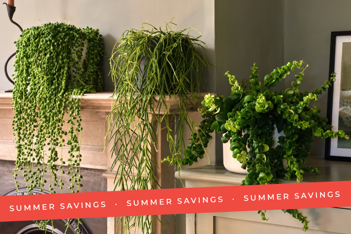 Summer Savings