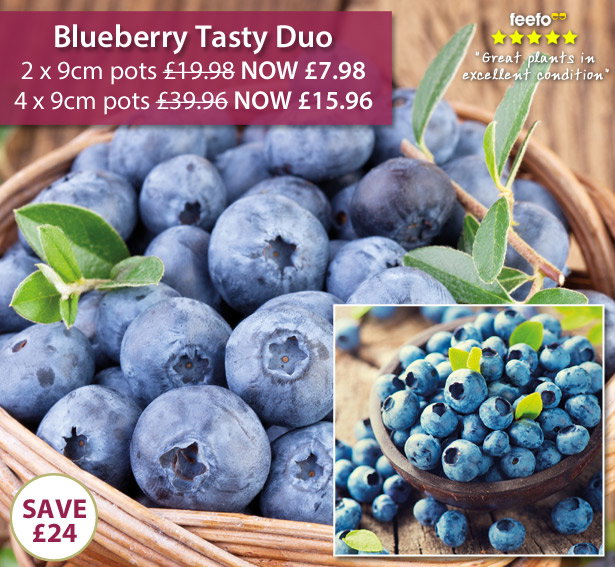 Blueberry Tasty Duo