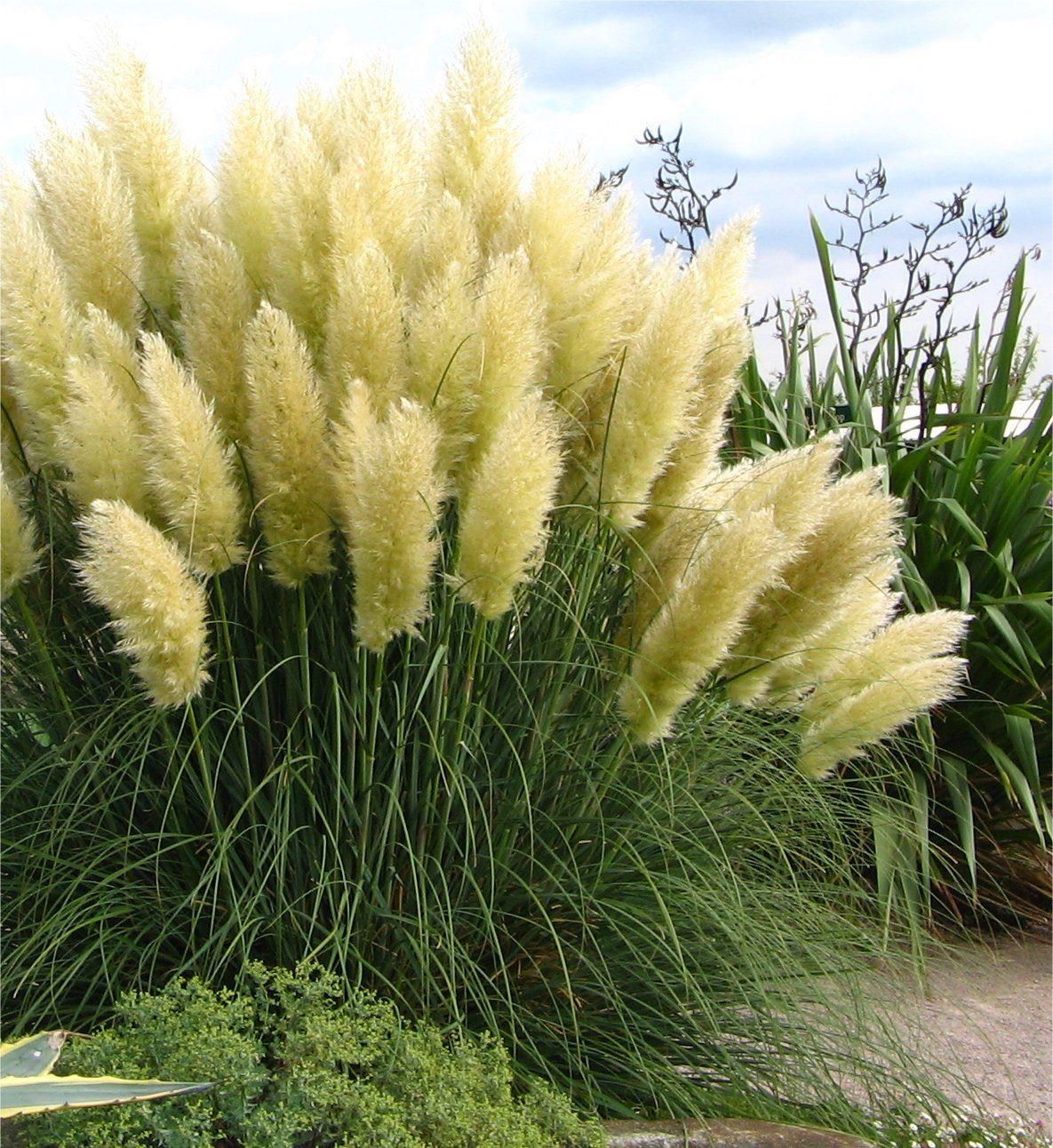 Pampas Grass ‘White Feather’