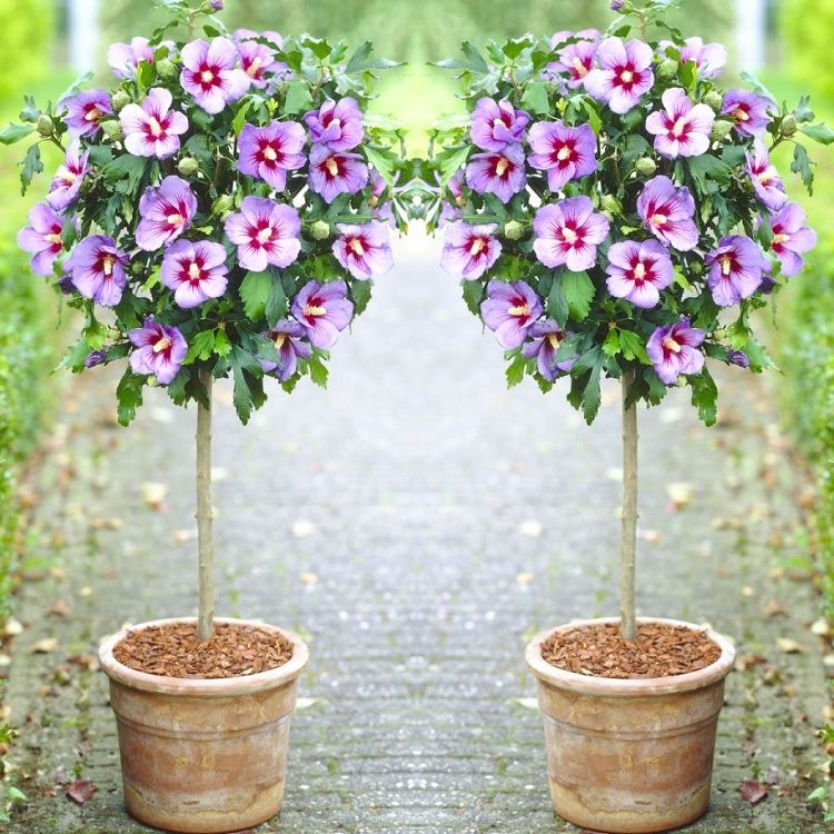 Pair of Patio Standard Hibiscus Trees - Marina Blue