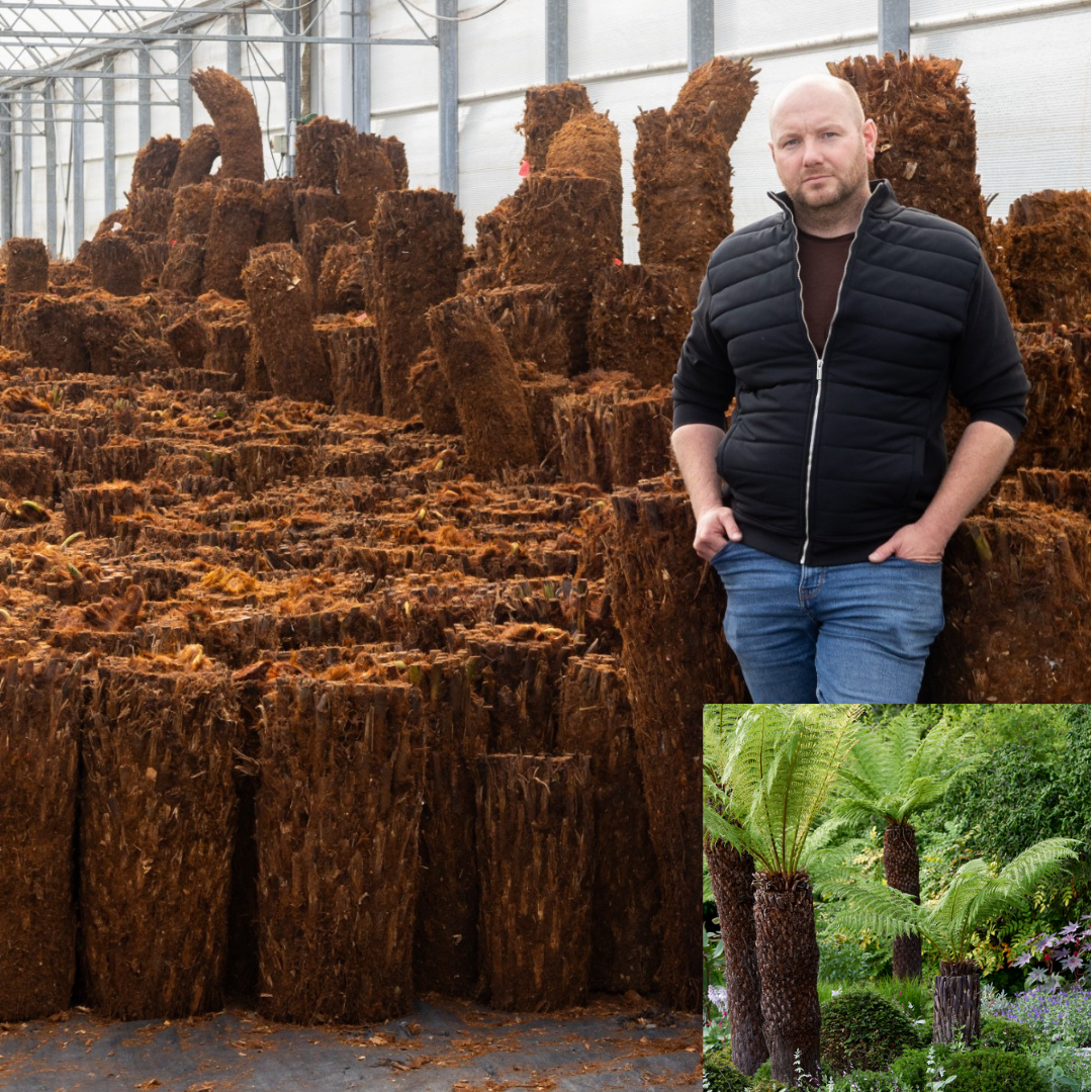 Dicksonia Tree Fern Logs