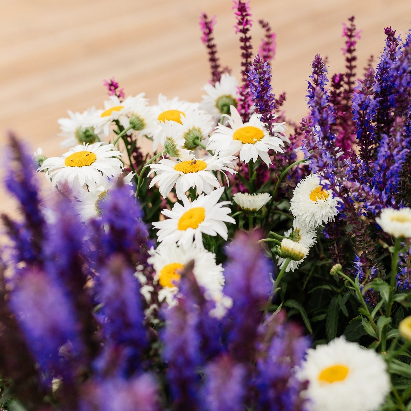 Established Cottage Garden Plants - Pack of 10