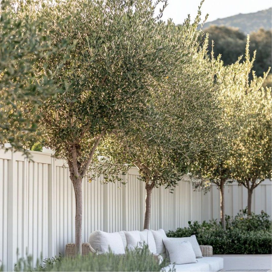 Giant Tuscan Olive Tree - Circa 200-250cm