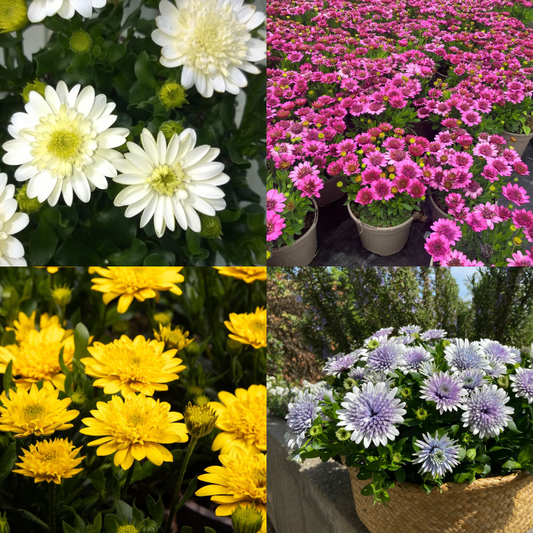 Osteospermum Double Flowered