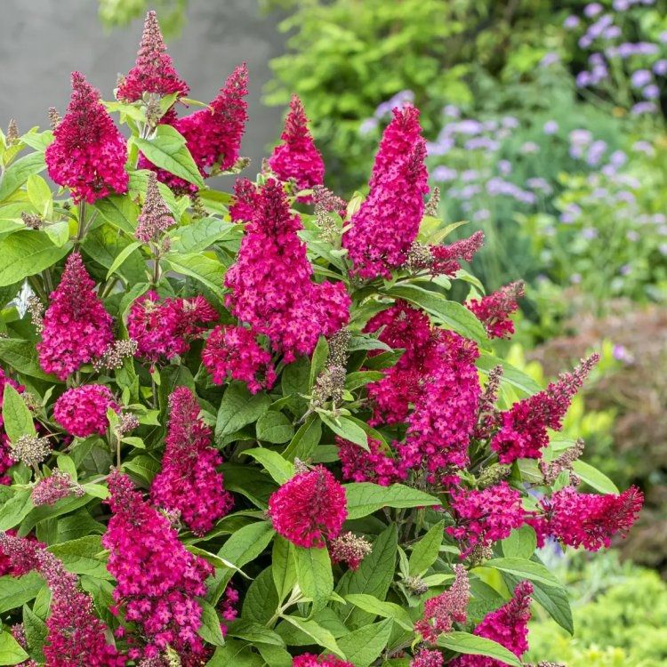 Buddleja Butterfly Candy ‘Little Ruby’