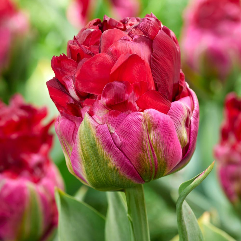 Tulip 'Ice Cream Cranberry'