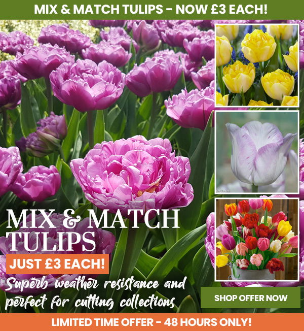 Tulip Mix & Match
