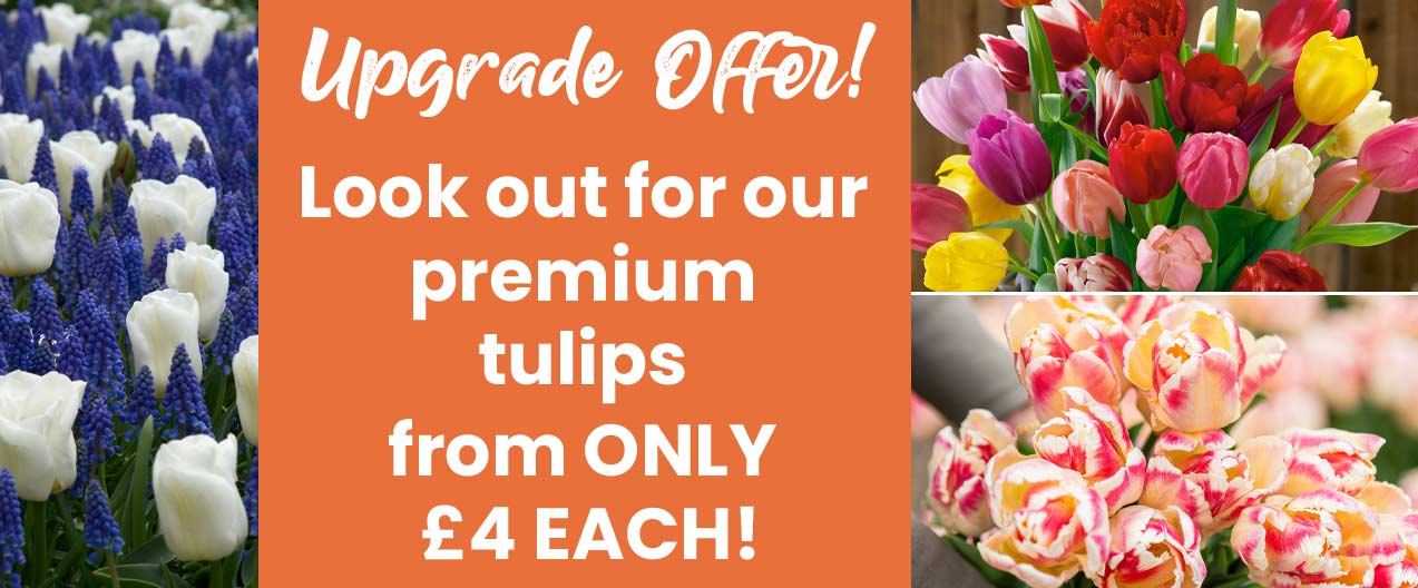 Tulip Mix & Match