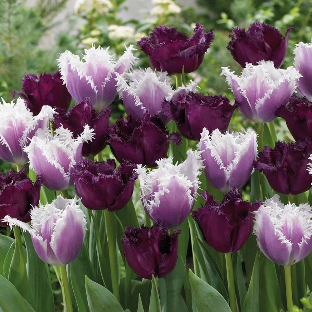Tulip 'Black Cherry Frost'