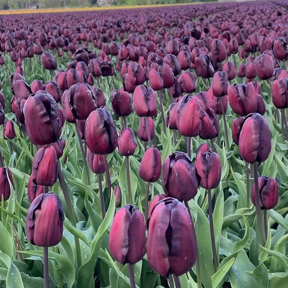 Tulip 'Continental'