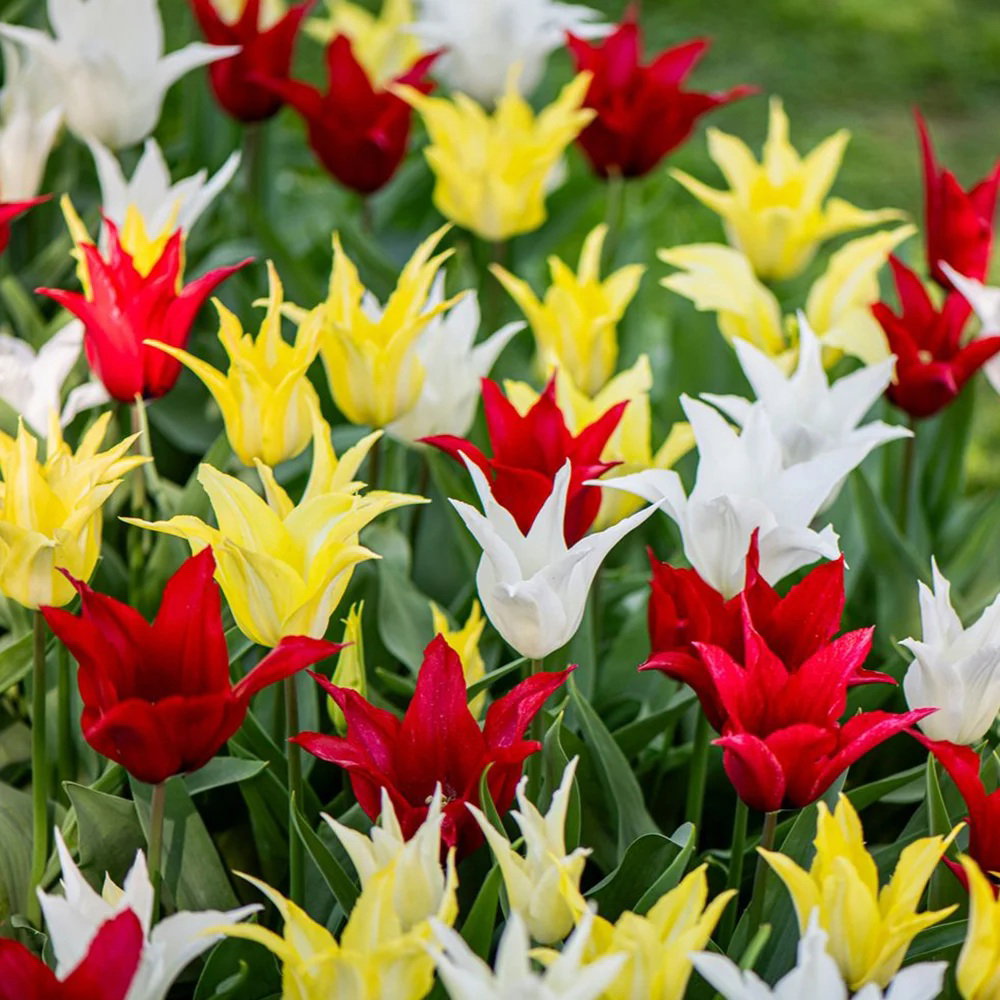 Tulip 'Elegant Mix'