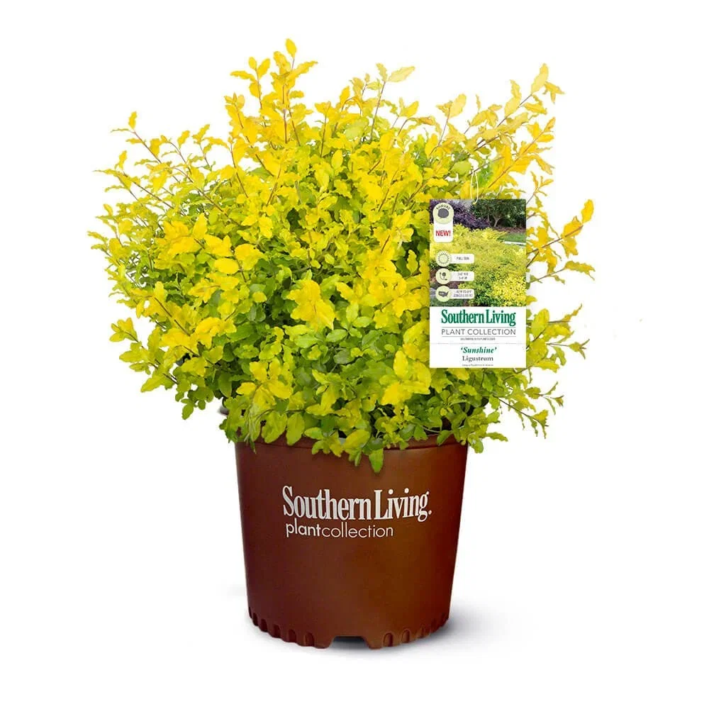 Image of Sunshine Ligustrum