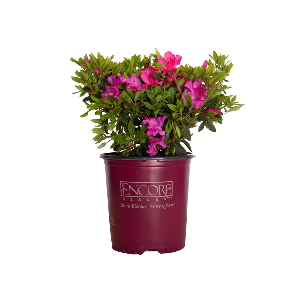 Image of Autumn Sangria Encore Azalea