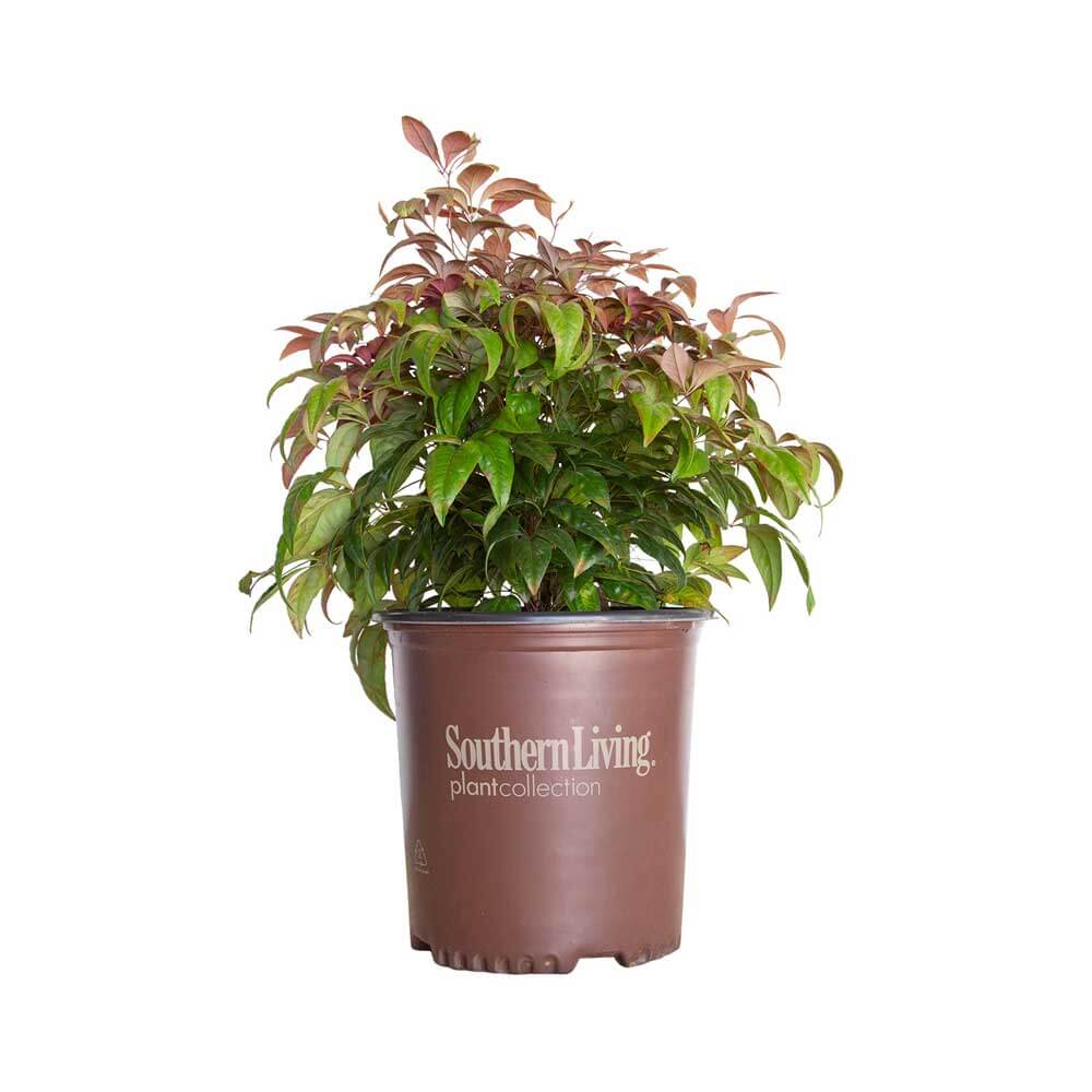 Image of Blush Pink Nandina
