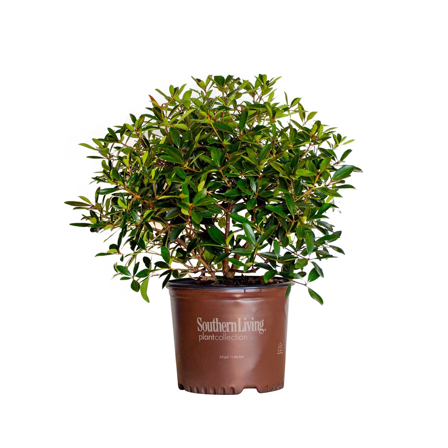 Image of Bronze Beauty Cleyera