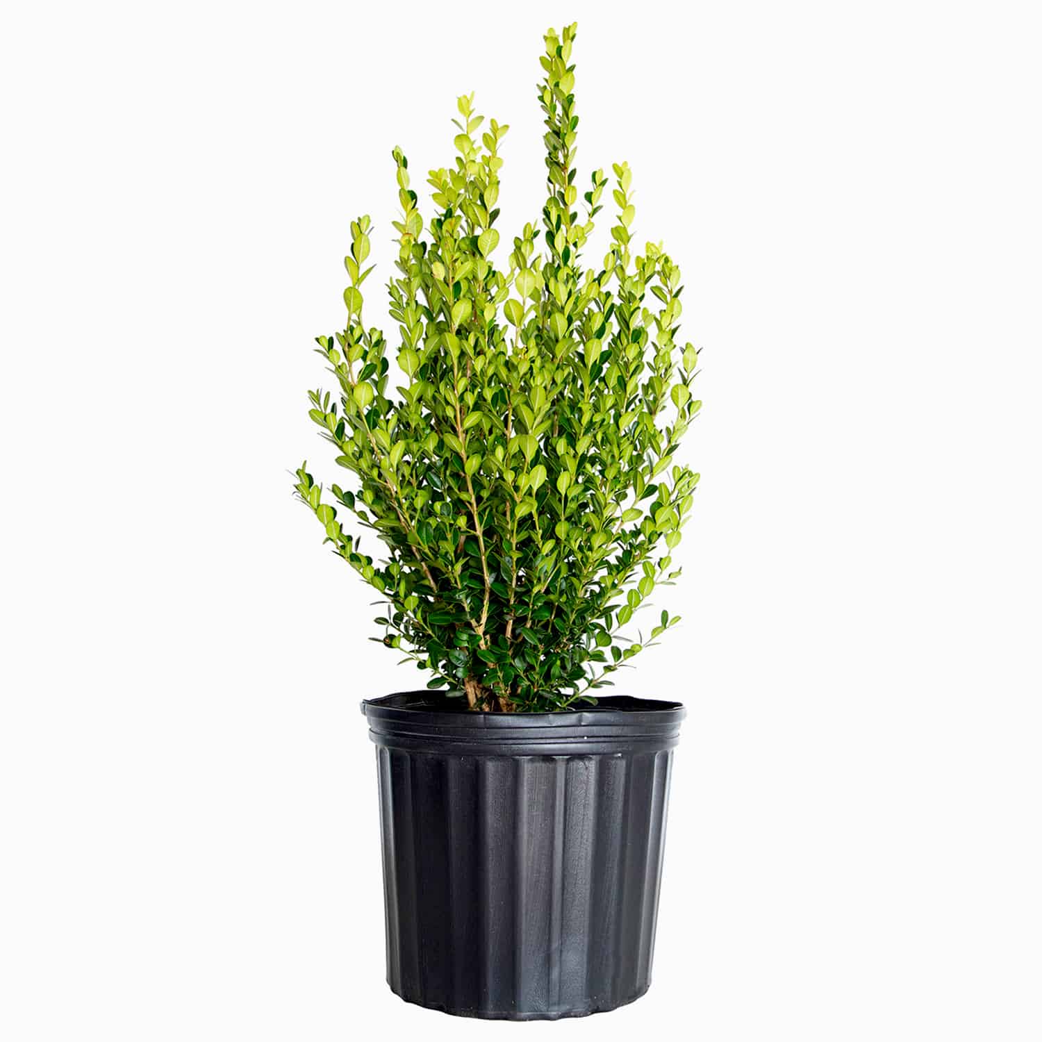 Image of Wintergreen Boxwood