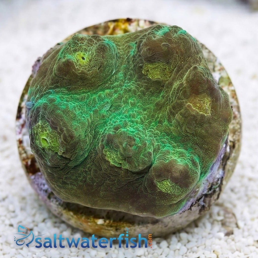 Chalice Mycedium : Colored - Aquacultured