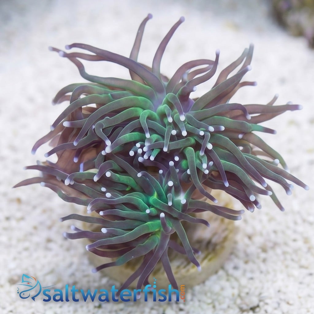 Torch Coral: Green w/ Purple Tips - Aquacultured