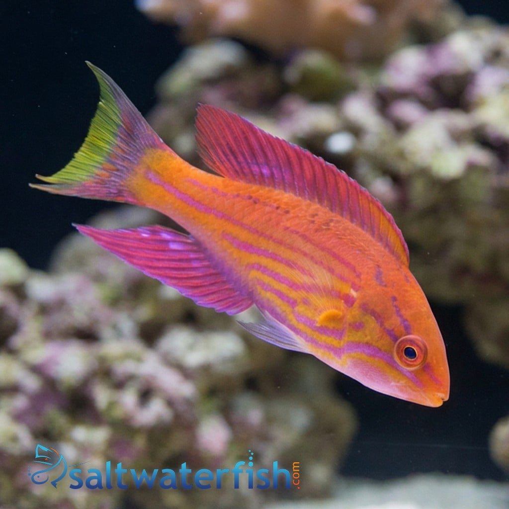 Angulatus Flasher Wrasse: Male