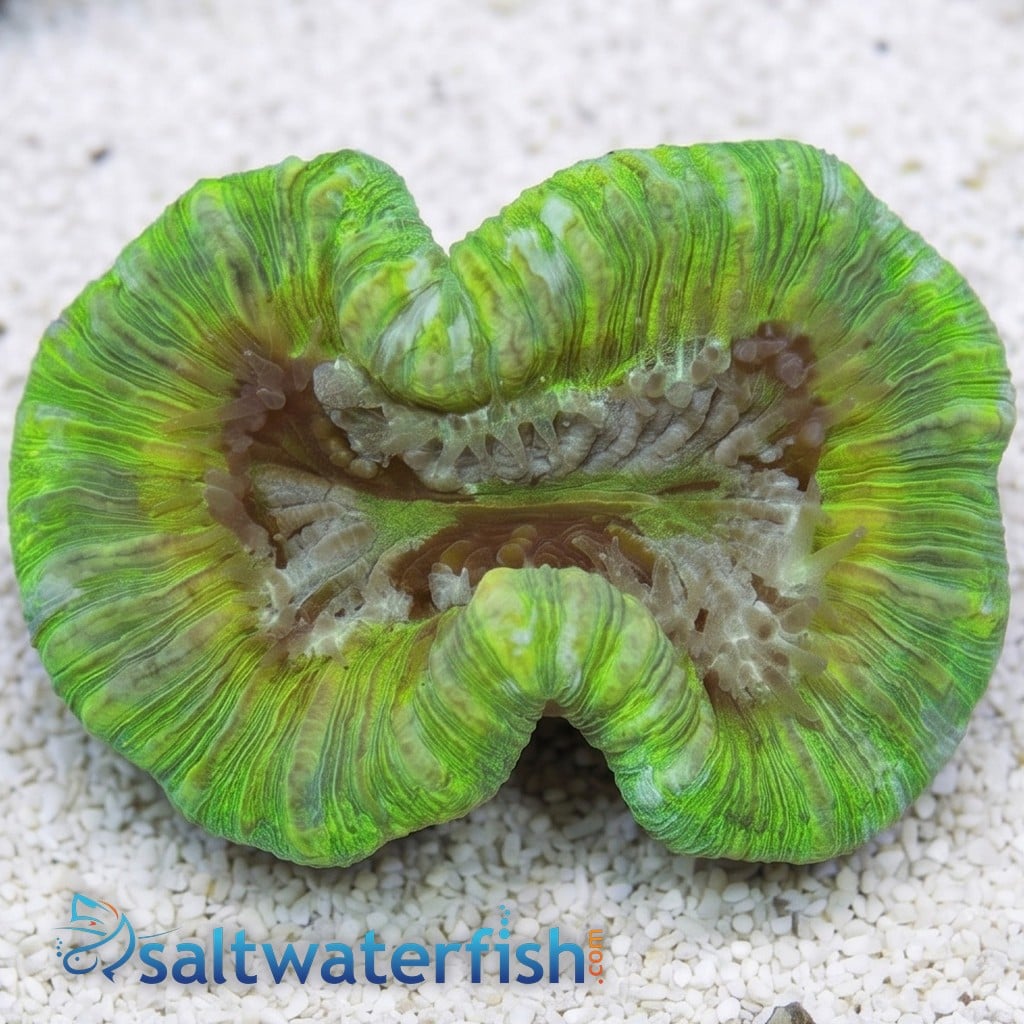 Brain Coral: Metallic Green - Australia