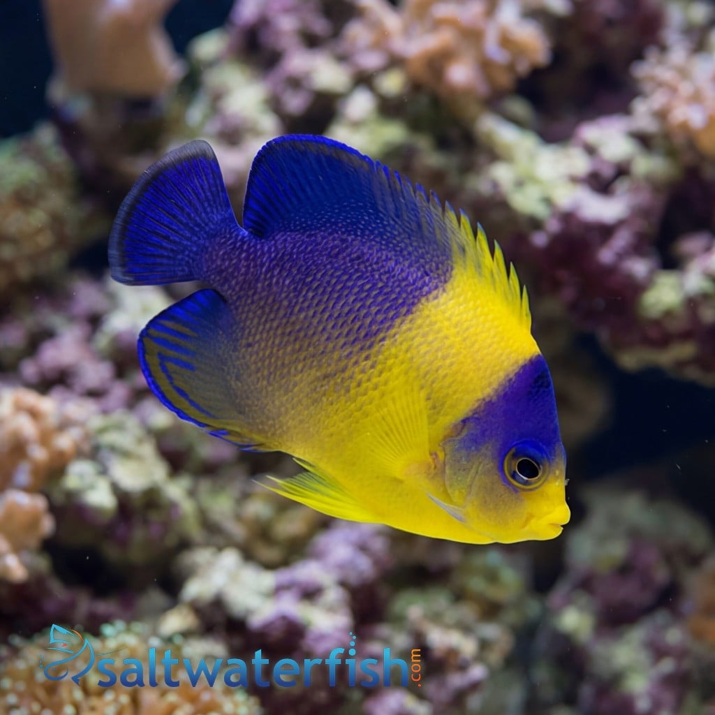 Venustus Angelfish