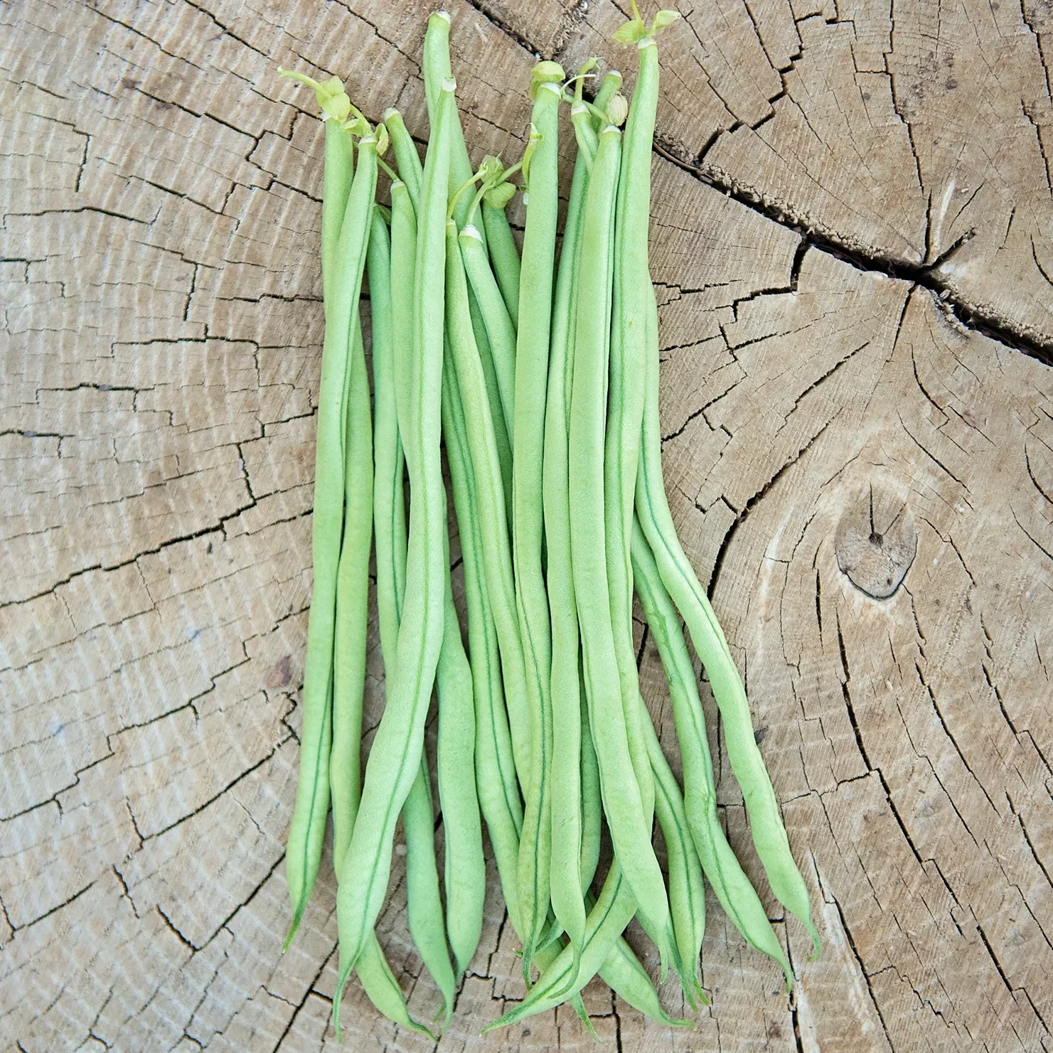 Image of Fortex Bean