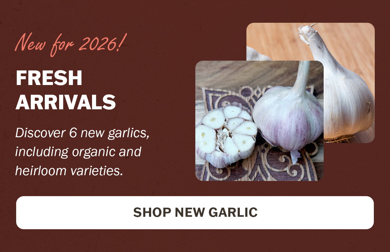New garlics for 2026