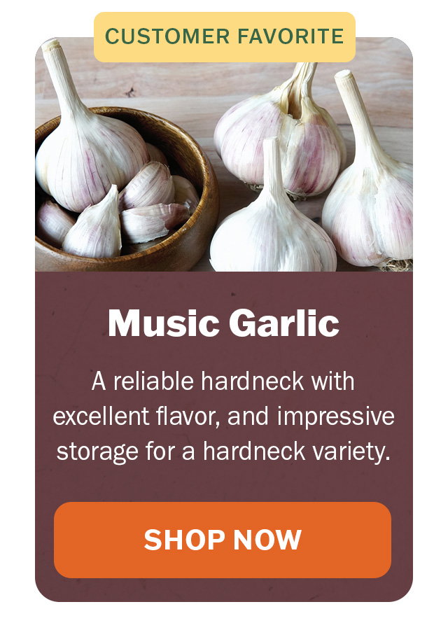 Music garlic