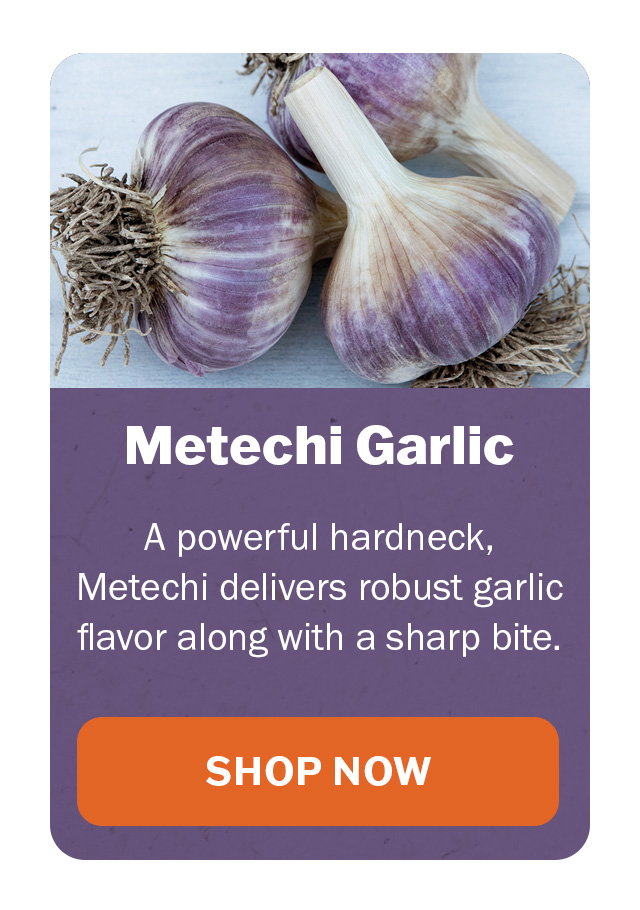 Svea garlic