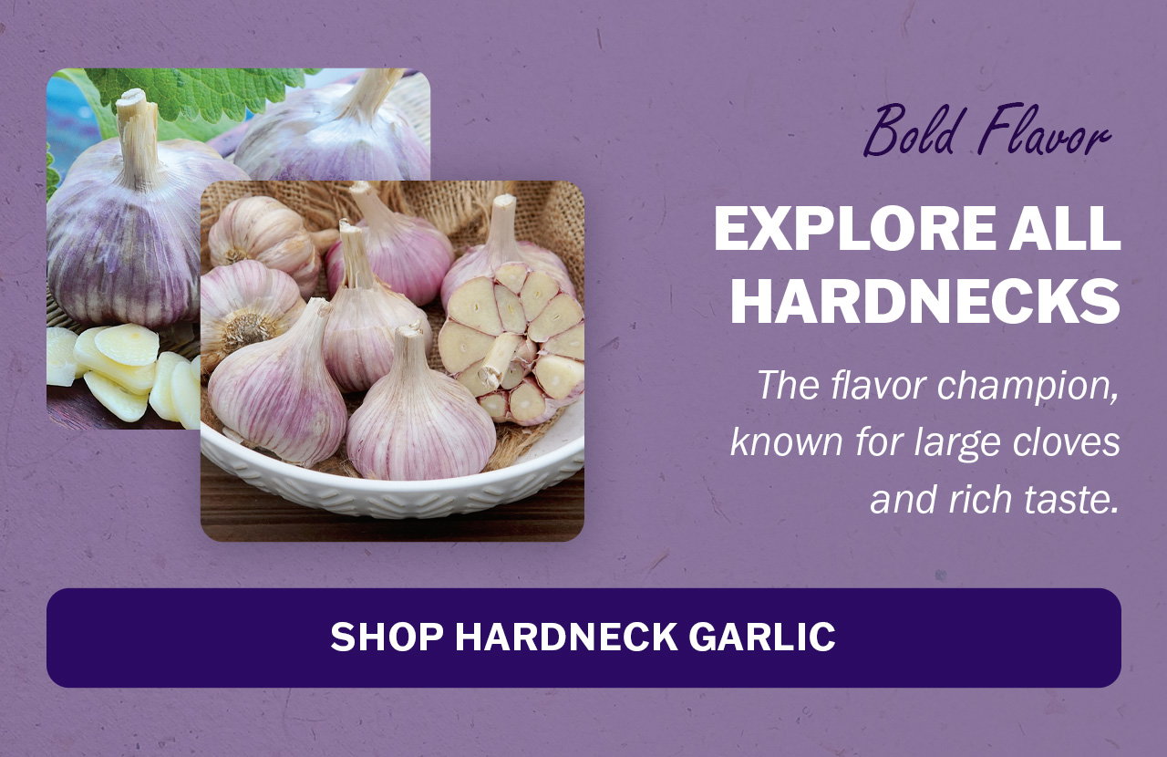 Shop our garlic selection