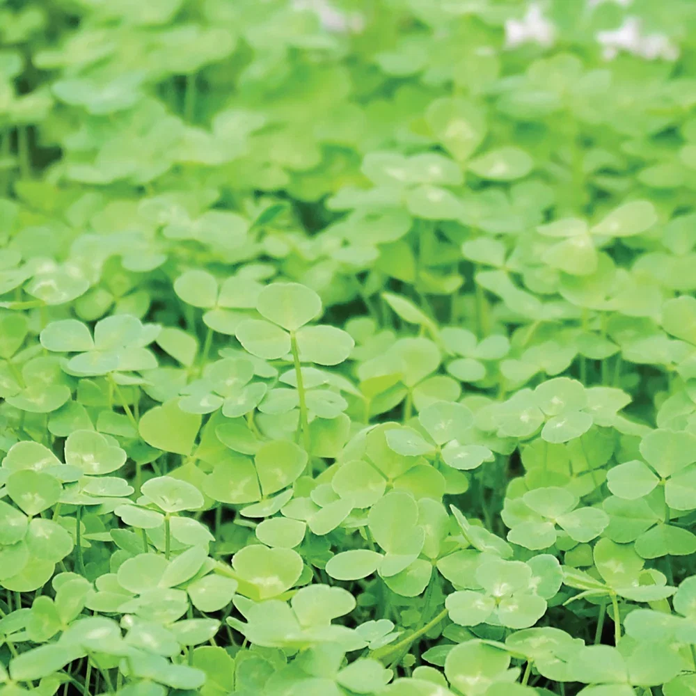 Image of Microclover® Clover