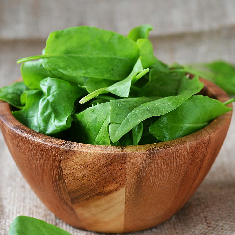 Sorrel 'Volare'