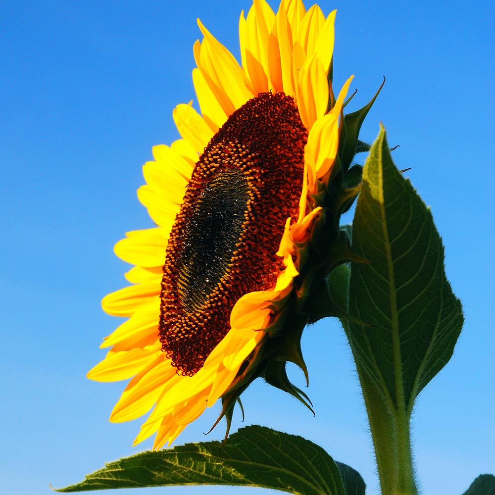 Sunflower 'Tall Single'