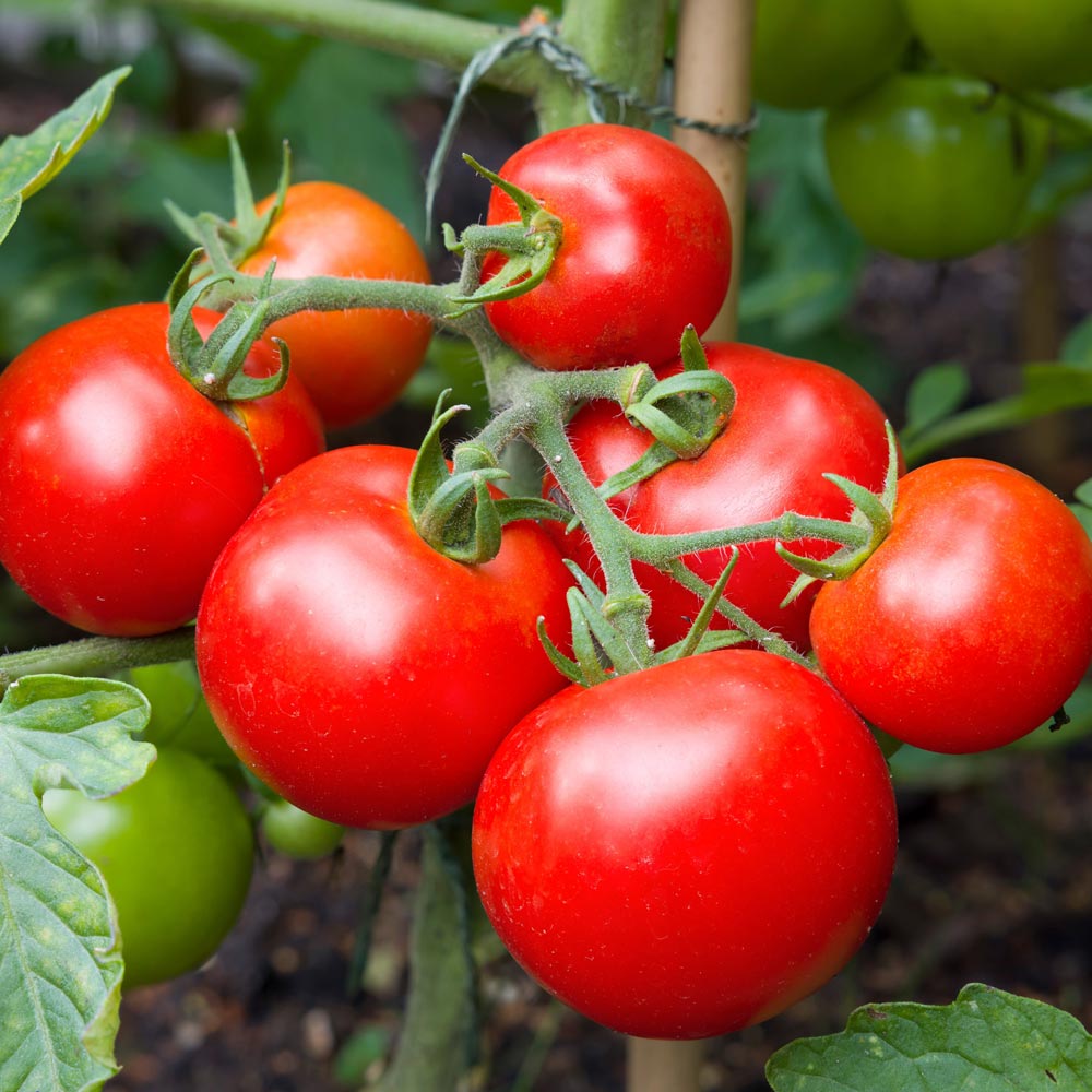 Tomato 'Moneymaker'