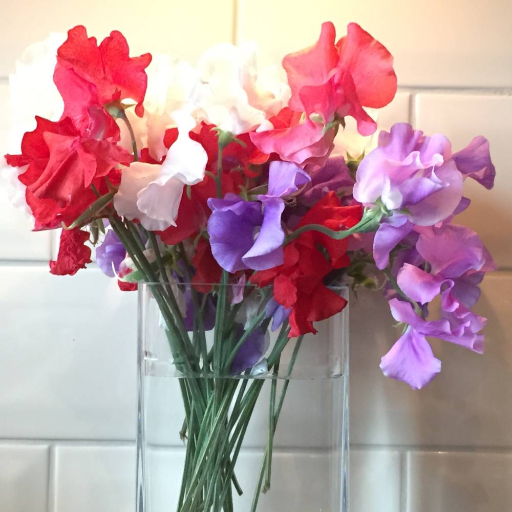 Sweet Pea 'Patriotic Mix'