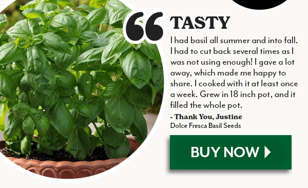 DOLCE FRESCA BASIL SEEDS