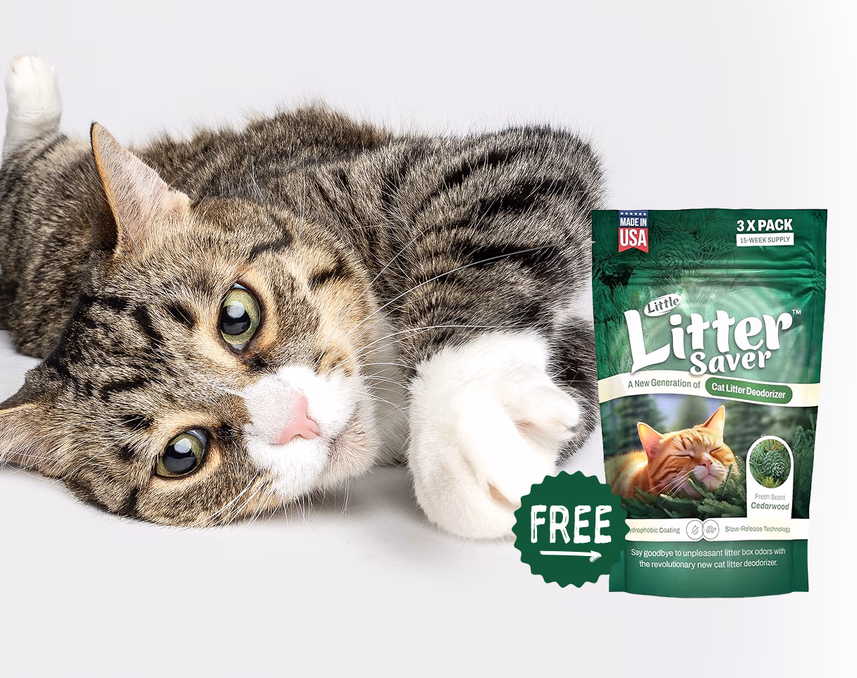 Celebrate Cat Day.