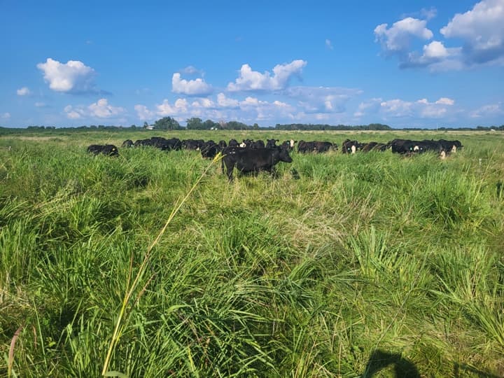 northeast missouri grass-fed cattle grazing