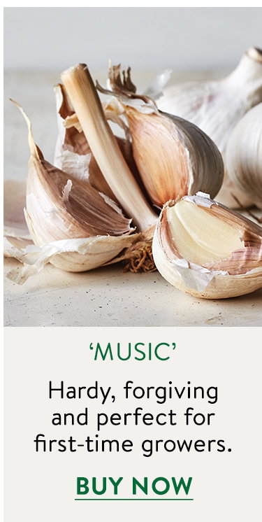 Music Garlic Bulbs