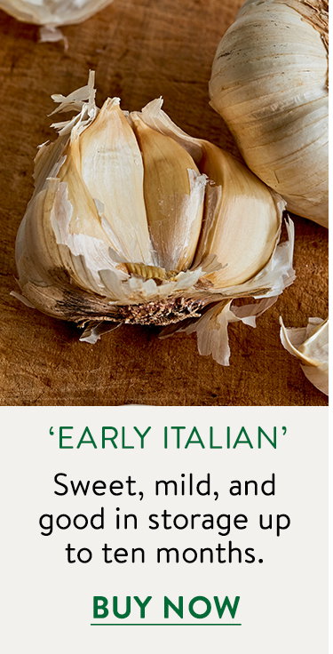 Early Italian Garlic Bulbs